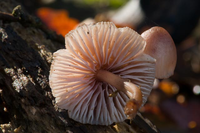 Mycena ? (cfr. M. haematopus)